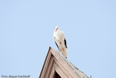 Weißstorch (7 von 20).jpg